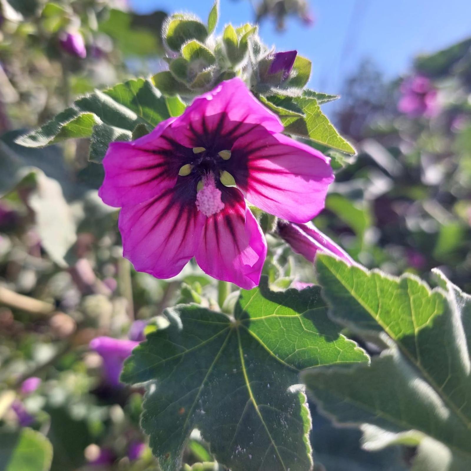 Apartmán La Malva Ostia Antica Exteriér fotografie